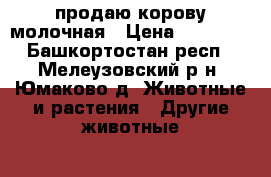 продаю корову молочная › Цена ­ 55 000 - Башкортостан респ., Мелеузовский р-н, Юмаково д. Животные и растения » Другие животные   